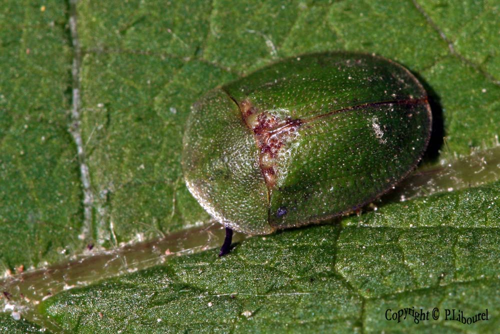 cassida viridis