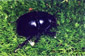 geotrupidae