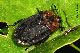 silphidae