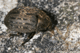 byrrhus