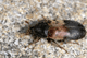 dermestes