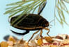 acilius sulcatus