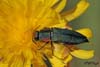 anthaxia