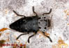 buprestidae