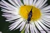mordellidae
