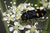 Acmaeodera flavofasciata
