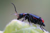 malachiidae