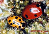 coccinellidae