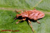 curculionidae