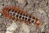drilidae