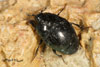 histeridae