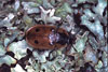 Dendroxena quadrimaculata