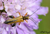 oedemera podagrariae