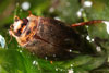 rhantus