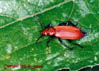 pyrochroidae