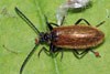 Drilus flavescens