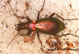 carabidae