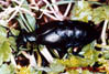 meloidae