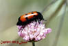 mylabris
