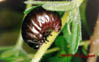 larvae