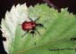 attelabiidae