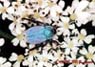 rutelidae