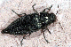 buprestis
