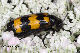 mylabris