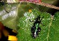 oedemeridae