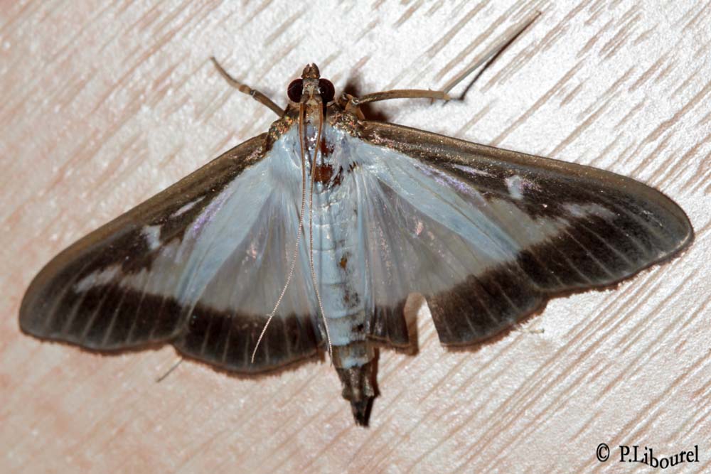 Cydalima perspectalis