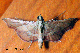 endotricha