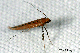 caloptilia
