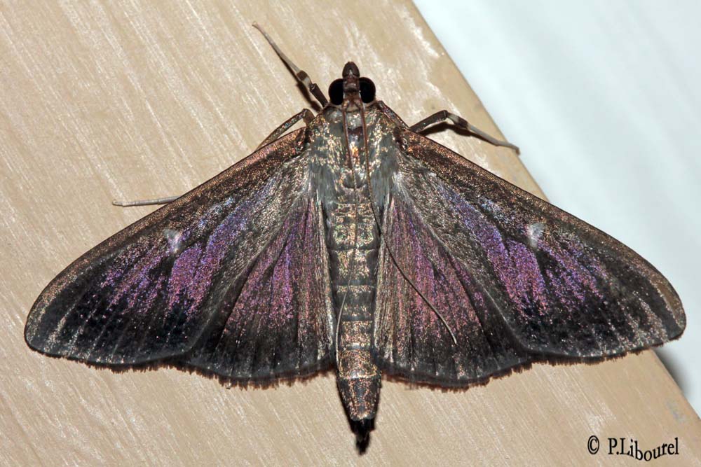 Cydalima perspectalis