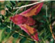 deilephila