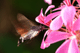 macroglossum