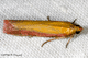 oncocera