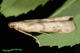 homoeosoma