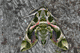 daphnis